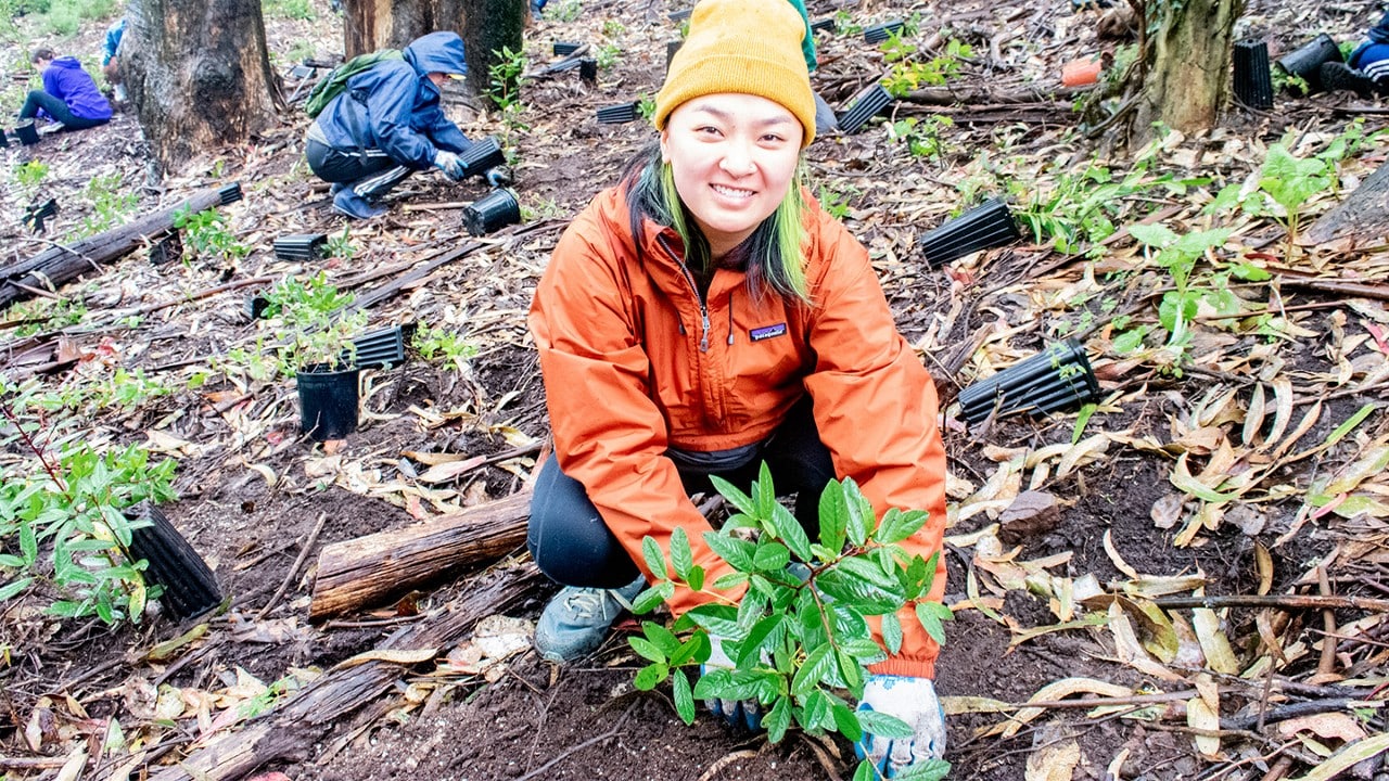 Volunteer planting a tree