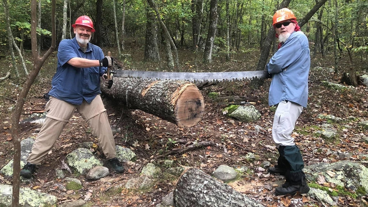 : Two volunteers sawing down a tree